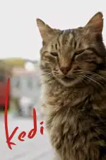 Город кошек / Кот