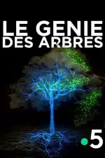 Деревья: гении мира природы