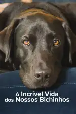 Тайная жизнь питомцев